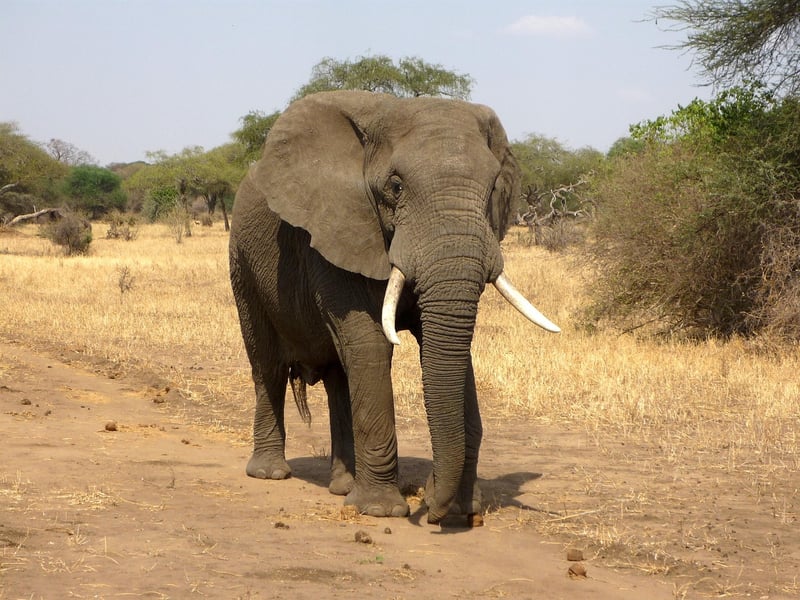African-Fusion